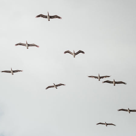 A flock of large brown pelicans flying in a loose formation against a pale gray sky.