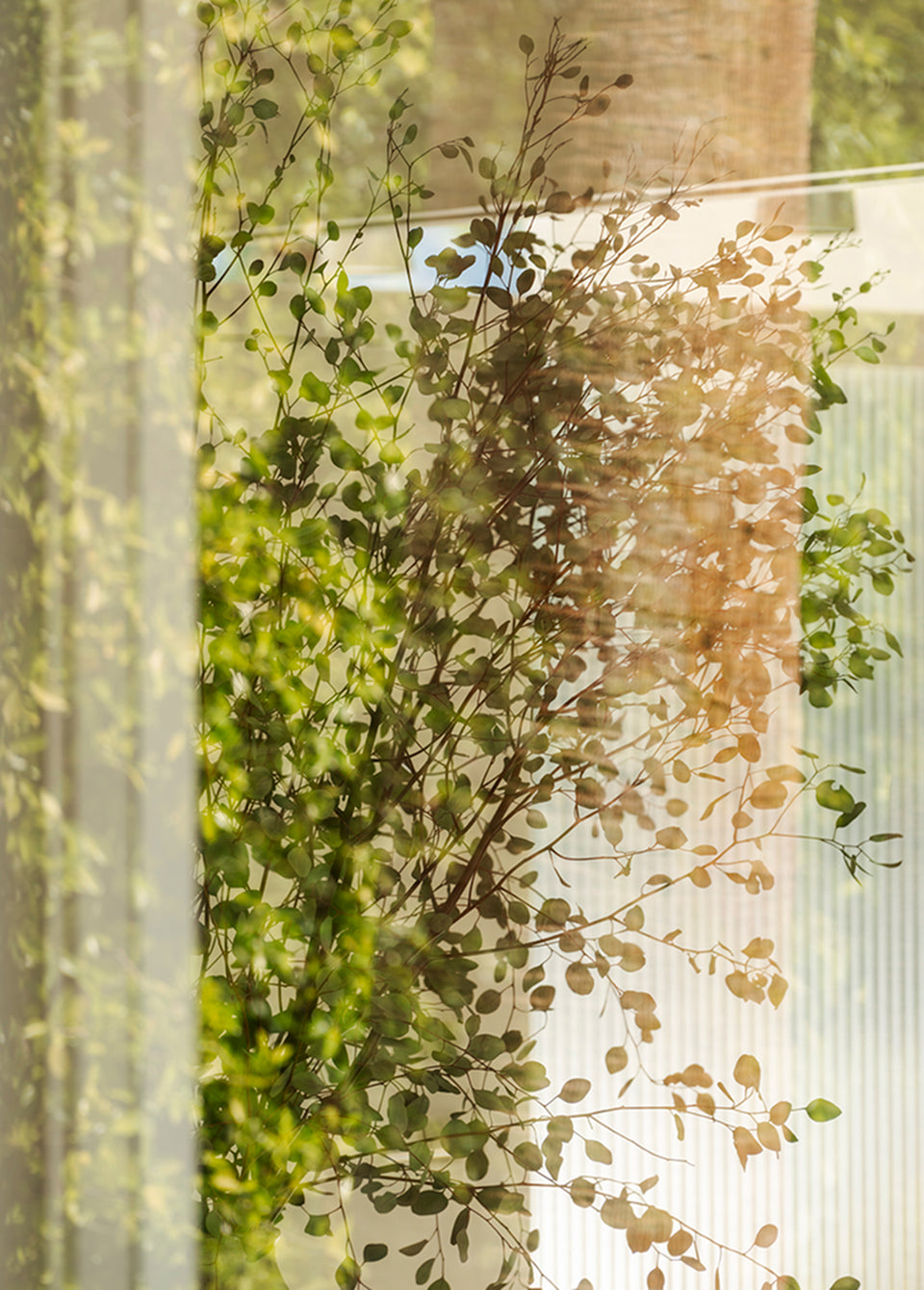 A close-up view of green leafy vines growing on a translucent white corrugated panel, with warm sunlight filtering through the leaves and casting soft shadows.