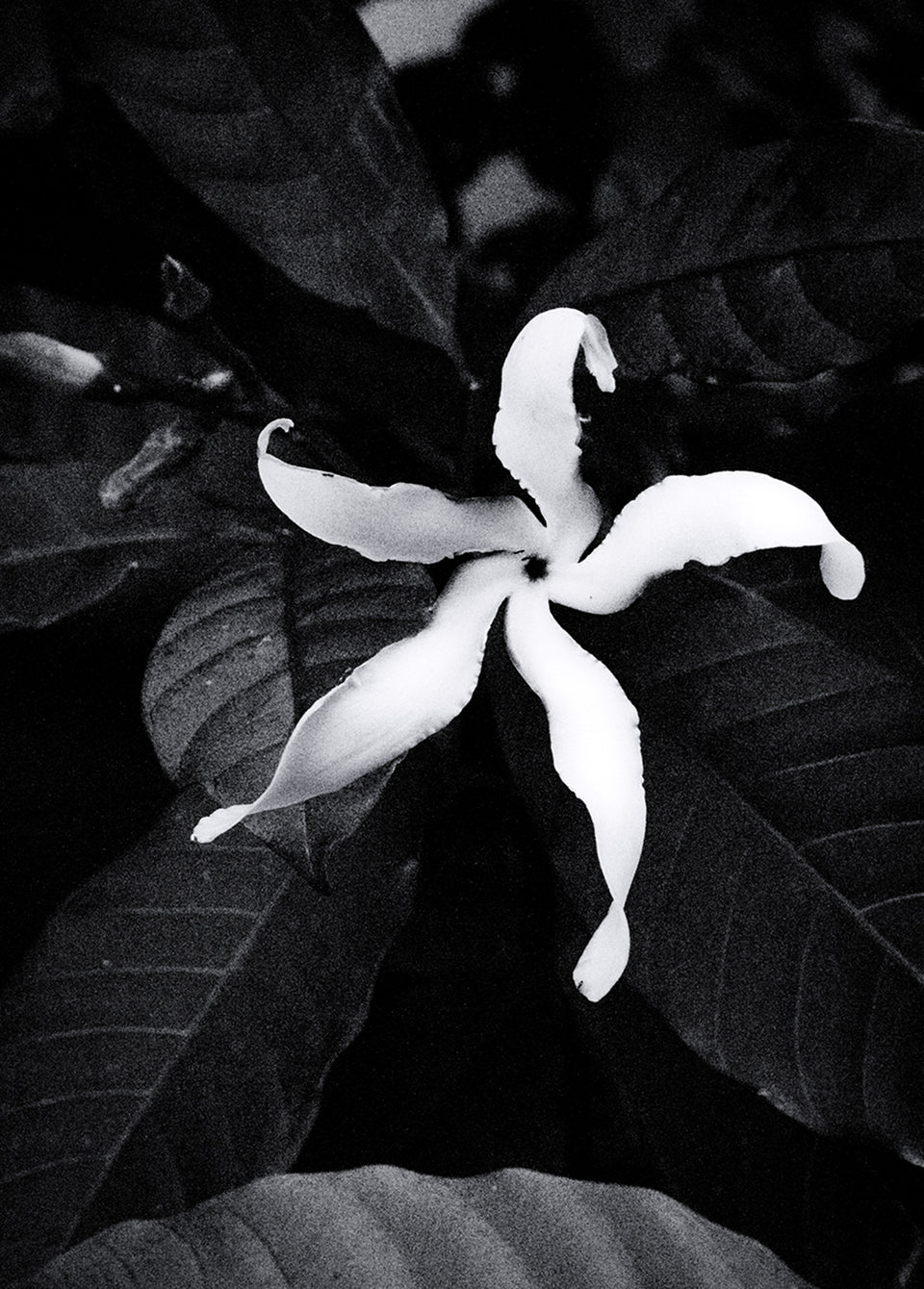Black and white close-up photograph of a single flower with six petals surrounded by dark leaves.
