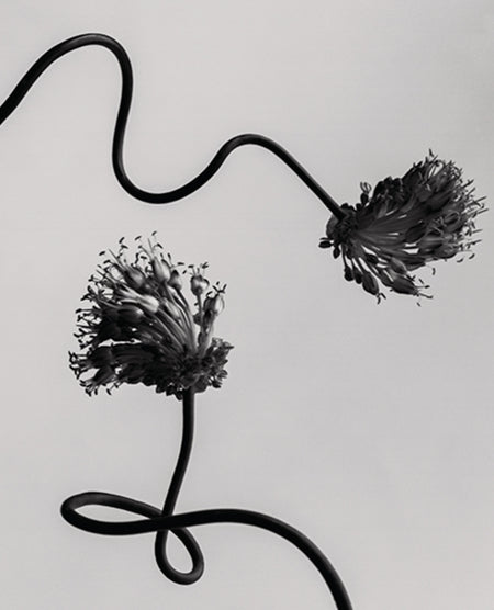 Black artificial flower stems with clustered blooms arranged abstractly on a light gray background.