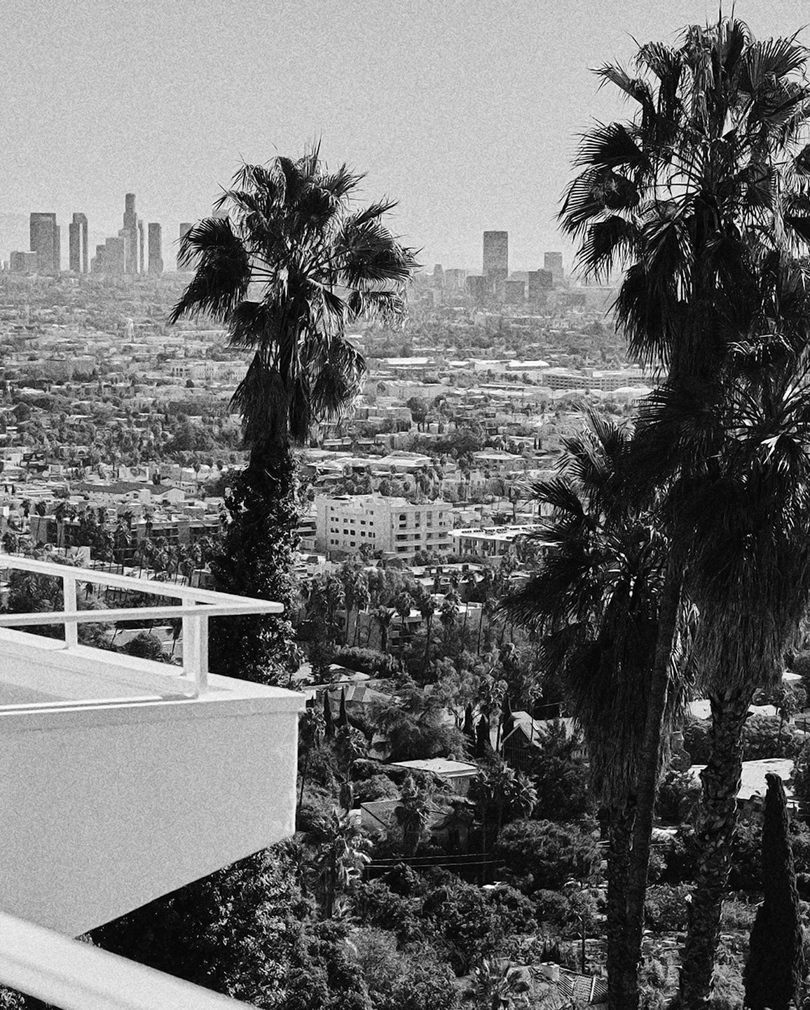 Black and white photograph of a city skyline with palm trees in the foreground overlooking a dense residential area.