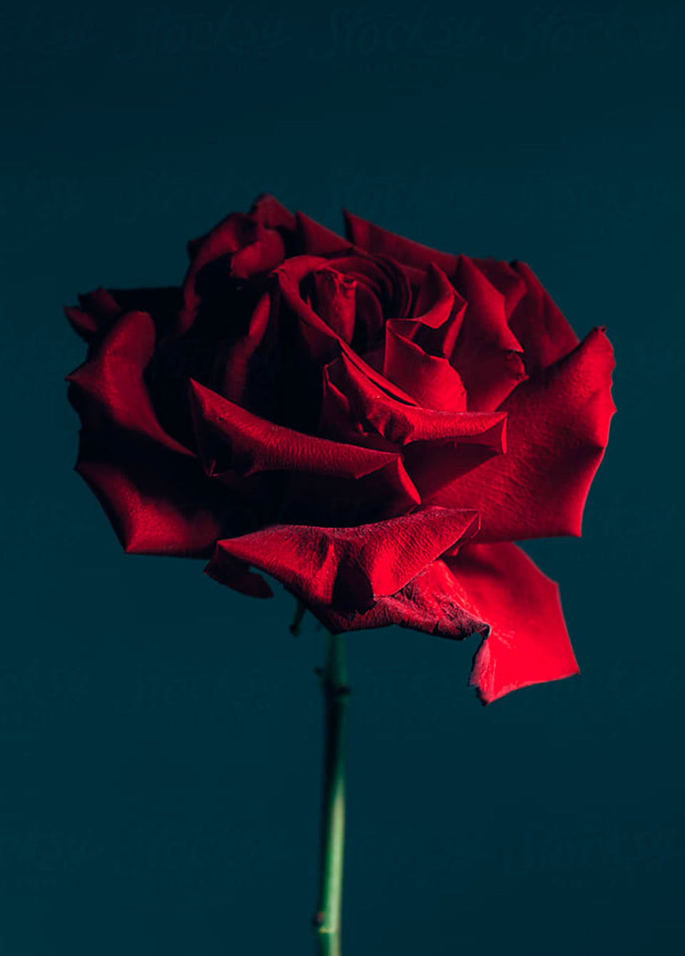 A single deep red rose with a green stem, photographed against a very dark teal-blue background.