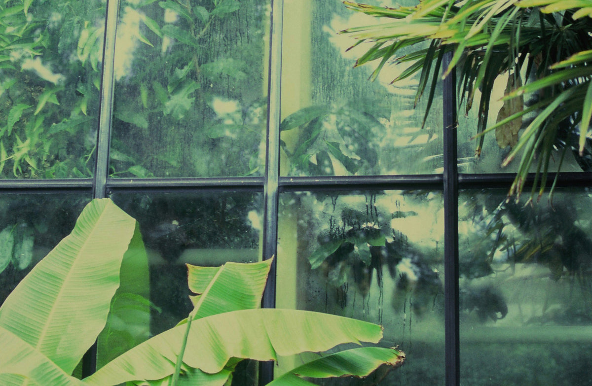 Green tropical banana leaves in the foreground with a glass window behind them, showing blurred green foliage and raindrops.