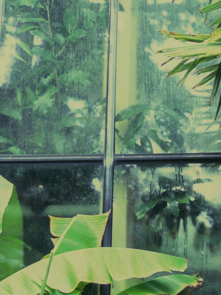 Green tropical leaves in the foreground with a wet glass window behind them, showing blurred greenery outside.